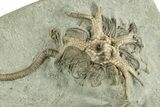 Fossil Crinoid Plate (Three Species) - Crawfordsville, Indiana #344786-3